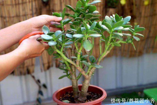 知识点|养花经常提到“要修剪”,修剪到底有啥用?这是个要懂的知识点