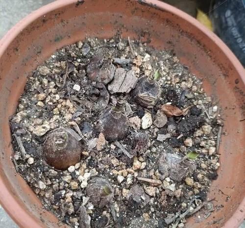 小院|一种花，种在花盆里种在小院里都可以，开花越来越多，漂亮鲜艳