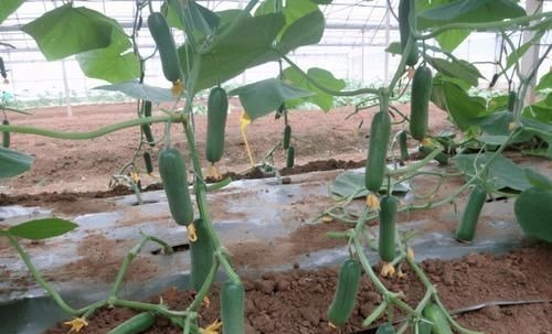 我在非洲打工,每天都吃白菜鸡蛋,很多人喜欢种菜