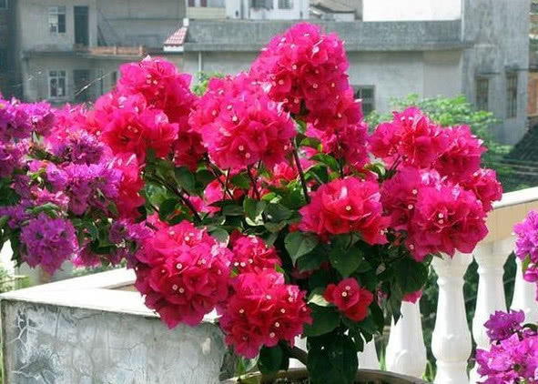 养好三角梅不难，掌握“3个技巧”，花开不断，只见花朵不见叶！