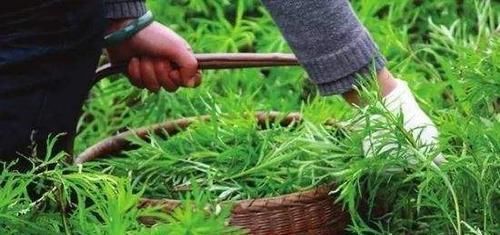 中薪|钙含量是牛奶7倍，老人最爱的美味，如今不