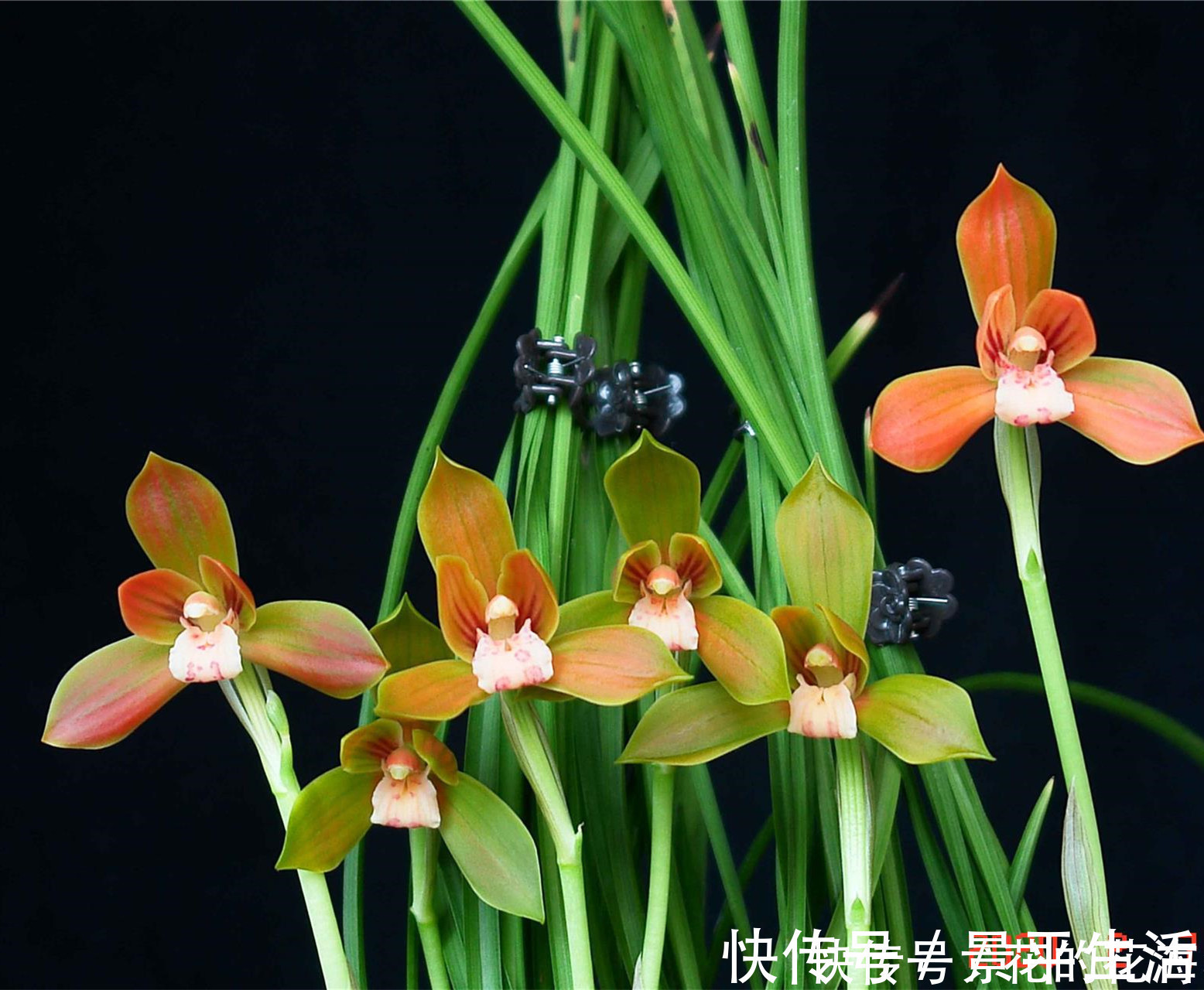 红河红|此兰花是“国兰第一红”，开花后自带仙气，瓣型正格，曾多次获奖