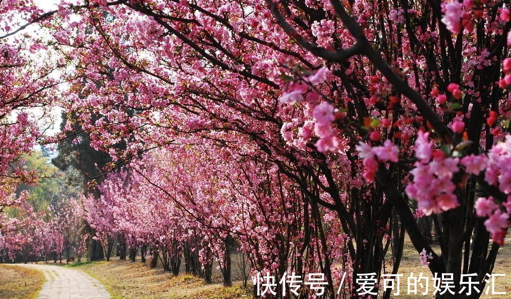 有名的“12种旺财花”,吉祥又大气,养成老桩更“旺家”