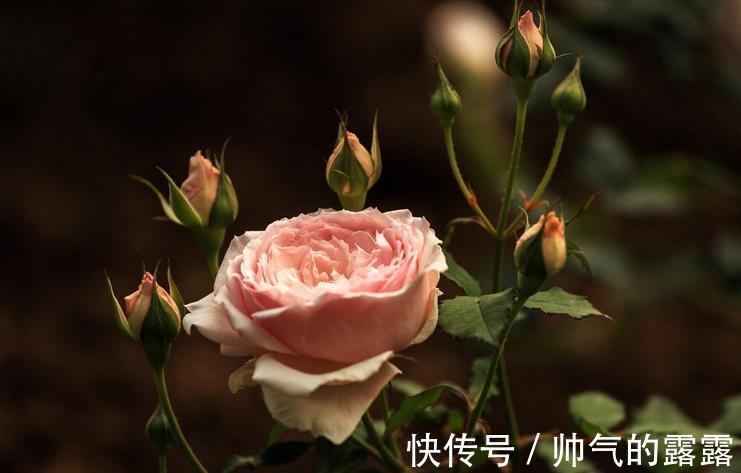 当下月季花管理,“三害一肥”是重点