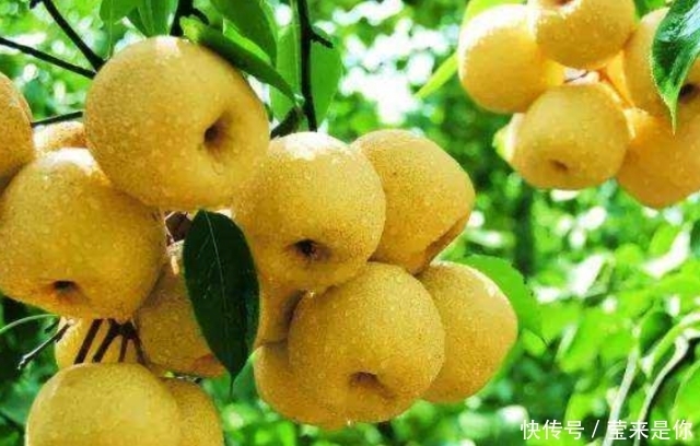 领导干|香水梨树整形修剪的常用树形种类介绍!