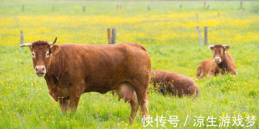 新生|犊牛腹泻的临床症状及防治,你了解多少,来这看看吧