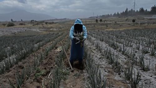 为什么1816年没有夏天，六月飞雪，而之后又能迅速恢复正常呢？