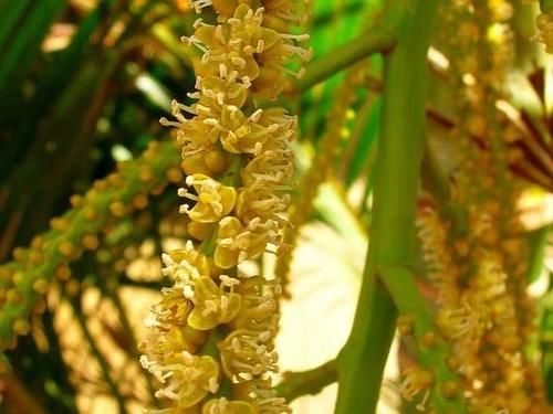 散尾葵买没几天就不断黄叶，还容易招惹害虫，真有这么难养吗？