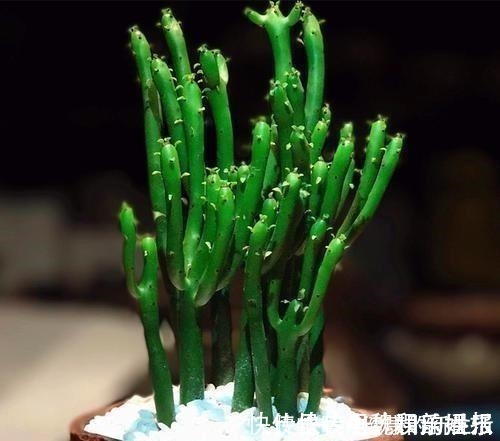 汁液|这几种花室内不能养，家里有的尽快搬走，别拿安全开玩笑！