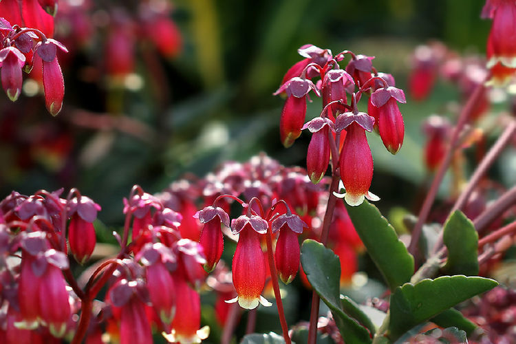 适合懒人养的几种盆栽花卉,环境越恶劣越能爆盆,好养易爆盆
