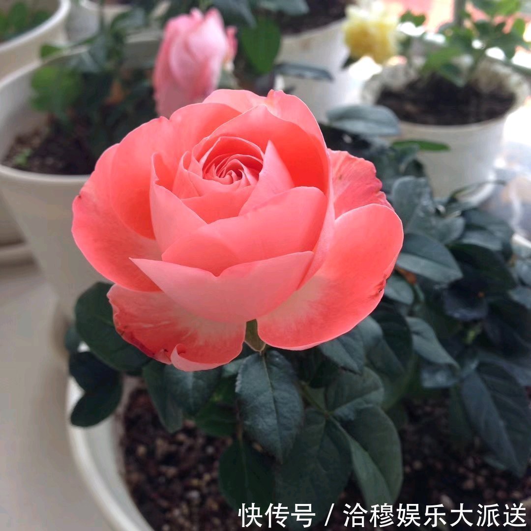花美|此花是世界名花，花美不输玫瑰，周年开花，养护容易，是盆栽佳品