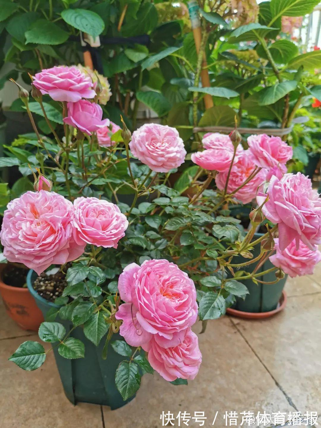 9个开花劳模,施肥不能停,不然越养越差劲