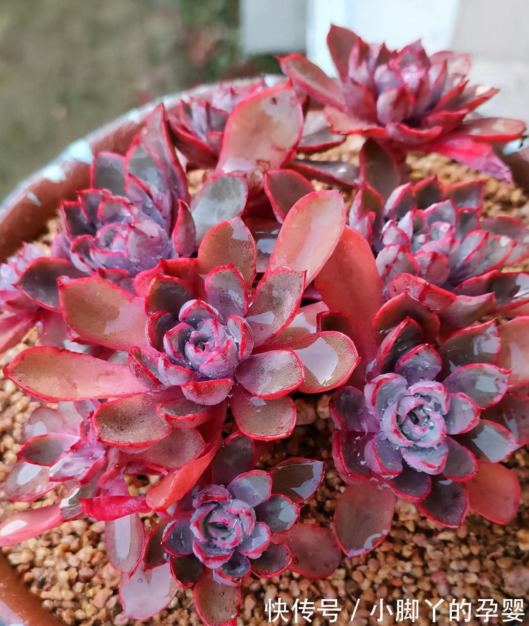 分享容易养成“老桩”的4种普货,初冬的肉肉又美又有韵味,爱了