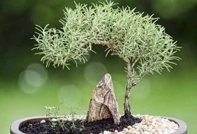 这几种植物在家非常好养还能炒着吃，真是太棒了！知道什么植物吗
