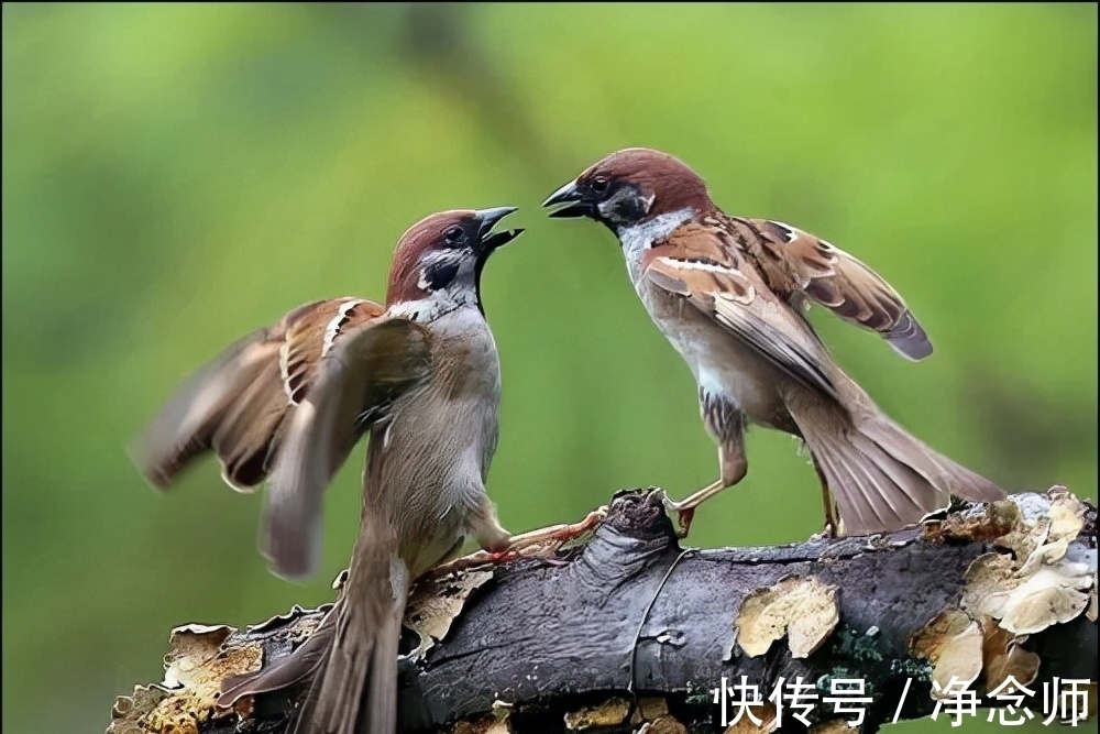 玄鸟@“两鸟进屋门，不富也添喜”，是指哪两种鸟？这讲究你不可不知