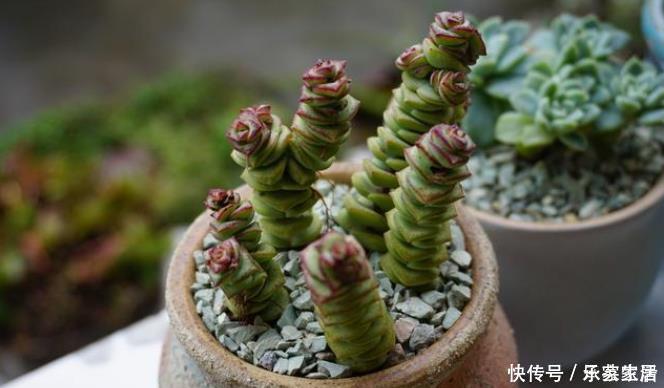 旺财|5种多肉植物能旺财,好看好养又不贵,不养几盆可惜了