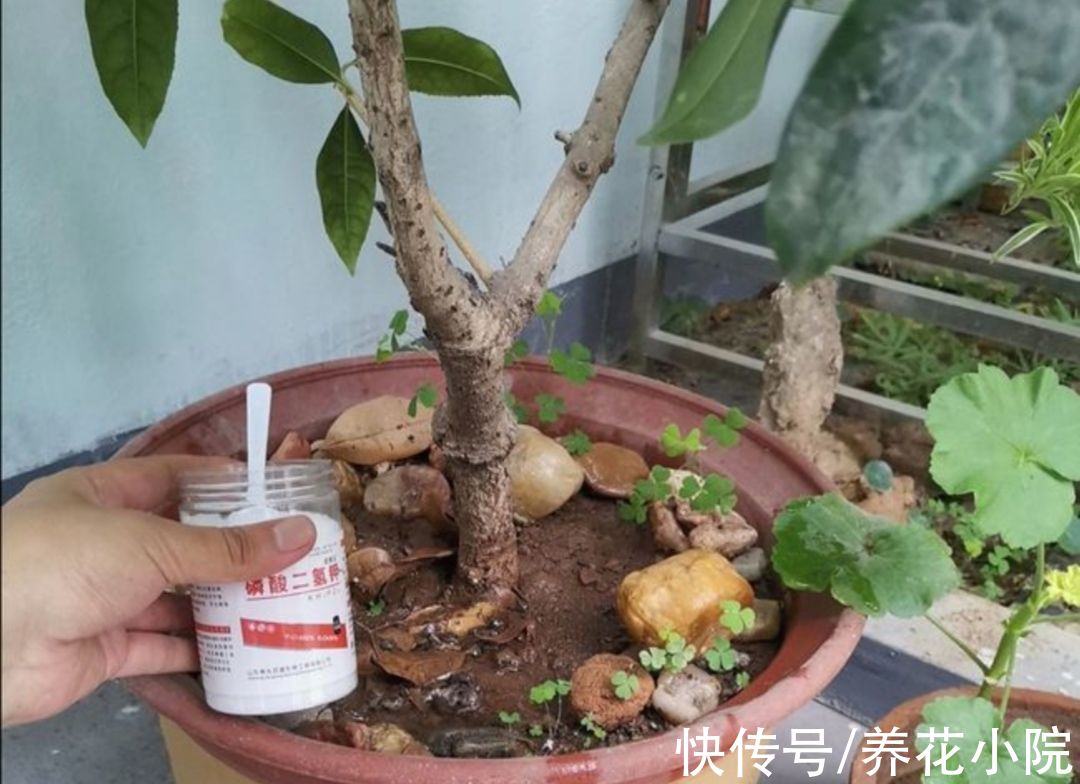 浇水|9月桂花还没开,给它多做3件事,很快就能开花,香飘满园