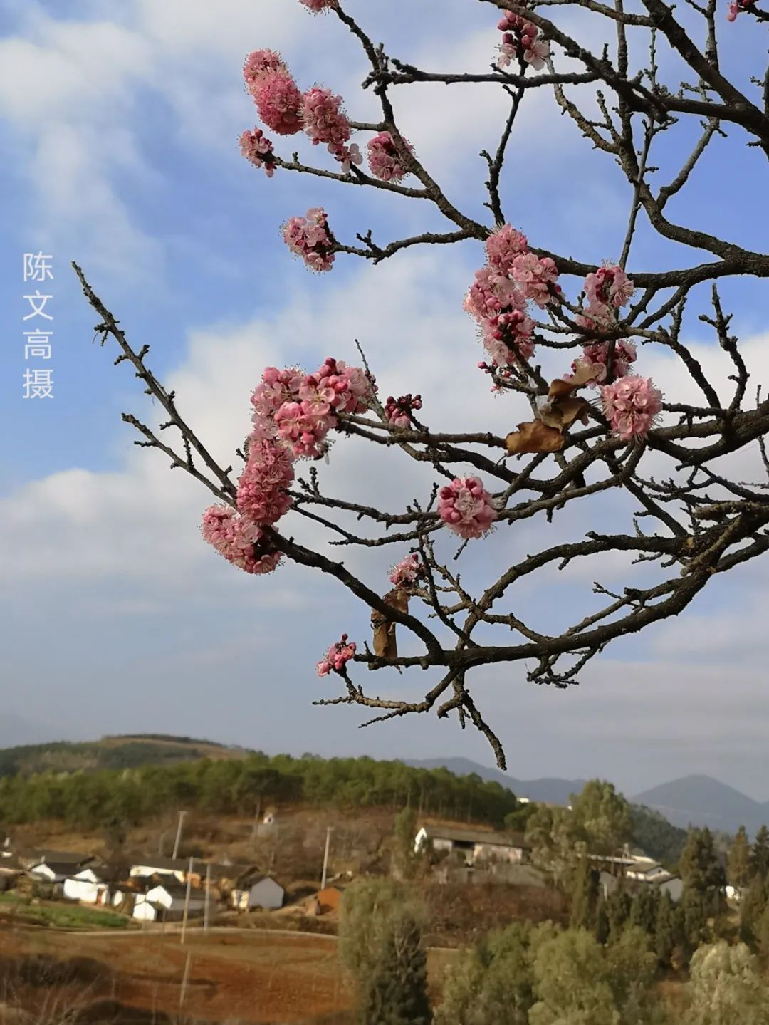 看一看|春风吹得百花艳，拍花归来镜头香ll奇美东川