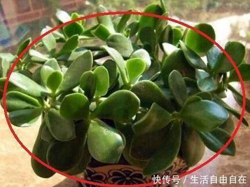 家里养花别瞎养2种花是大忌,6种花旺财还养人