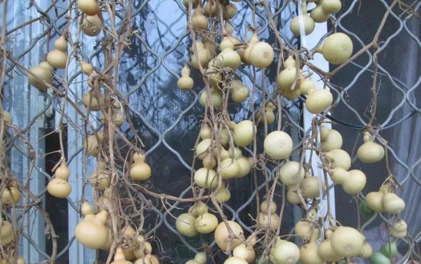 手串|适合秋天盘的串都有哪些呢？