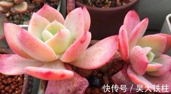 浇水|霸气而不失唯美的多肉白凤,用大盆养成老桩,出了状态人见人夸