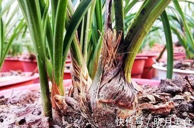 剪掉叶片的兰花，还能成活再生吗？兰友：合理操作，兰株更漂亮