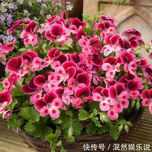 叶子花|阳台养此2种花,开花量比“月季”还大,枝枝满花,耐旱又好养