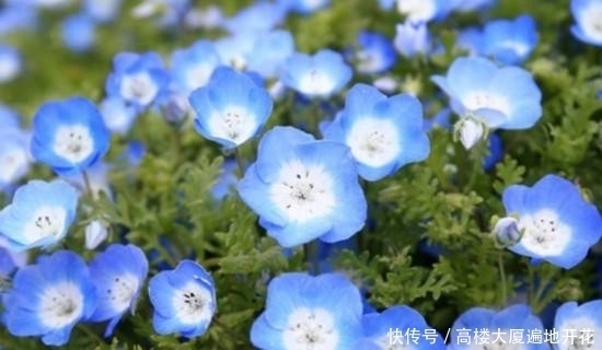  非常奇特的3种植物，紫色印象葱上榜，打破了对葱的认知