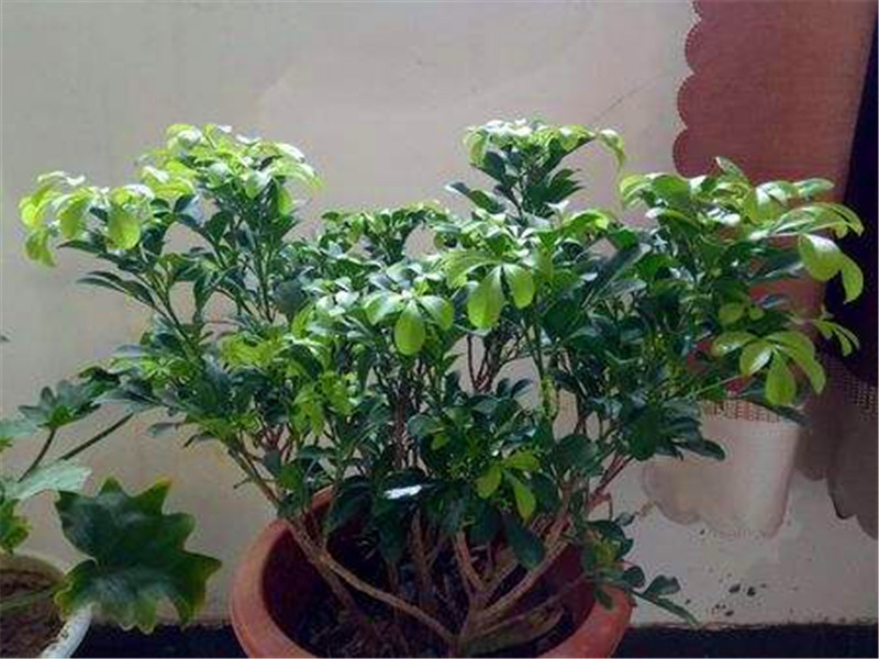 客厅多养“这3棵”树,一年分出50盆,盆盆都开花,邻居抢着要