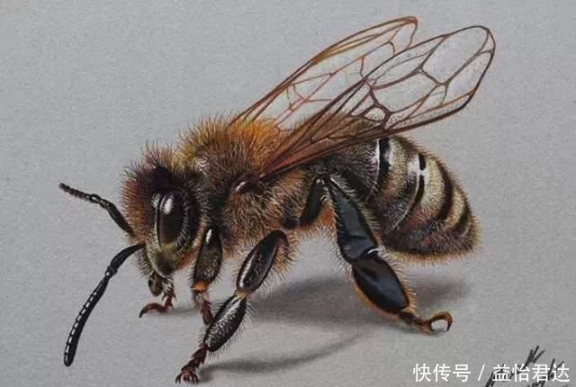 大叔用彩铅画煎蛋,太逼真被质疑造假,晒出视频后,专家安静了