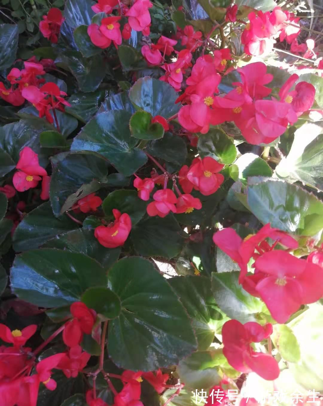 空气再干燥，“12种花”也别喷水，容易黄叶、腐烂和枯萎