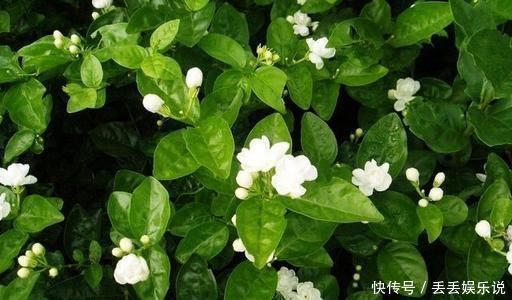 小花|夏天养茉莉，叶子翠绿开花茂密，茉莉清香飘满屋