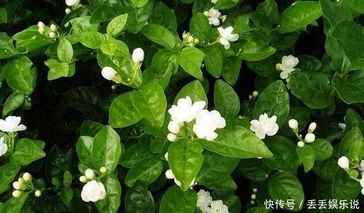 小花|夏天养茉莉,叶子翠绿开花茂密,茉莉清香飘满屋