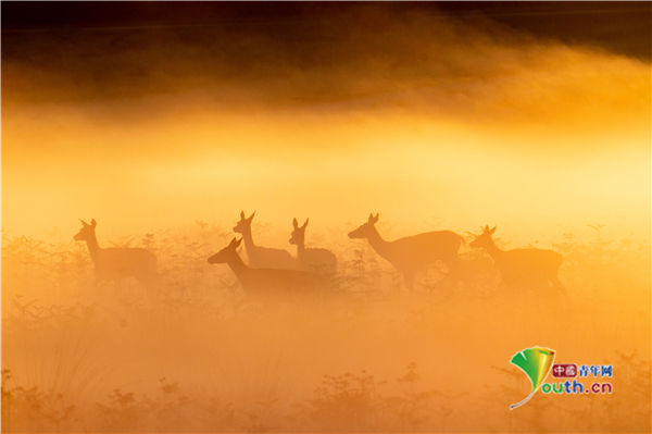 鹿群|英国里士满公园晨雾景色迷人 鹿群沐浴金色阳光如置身画卷