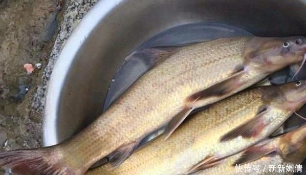 养殖|180元1斤吃到濒危,上岸后养不活,如今终于养殖成功,却没人敢养