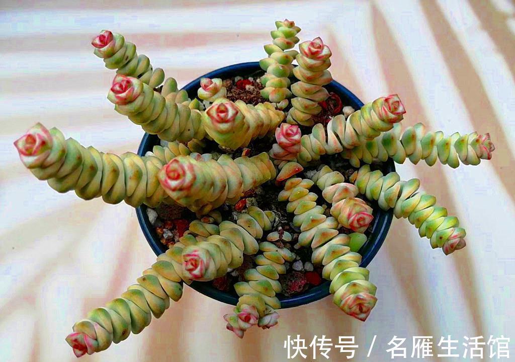 普货|贵多肉不等于好多肉，盲目追求特殊品种，很可能收获空盆