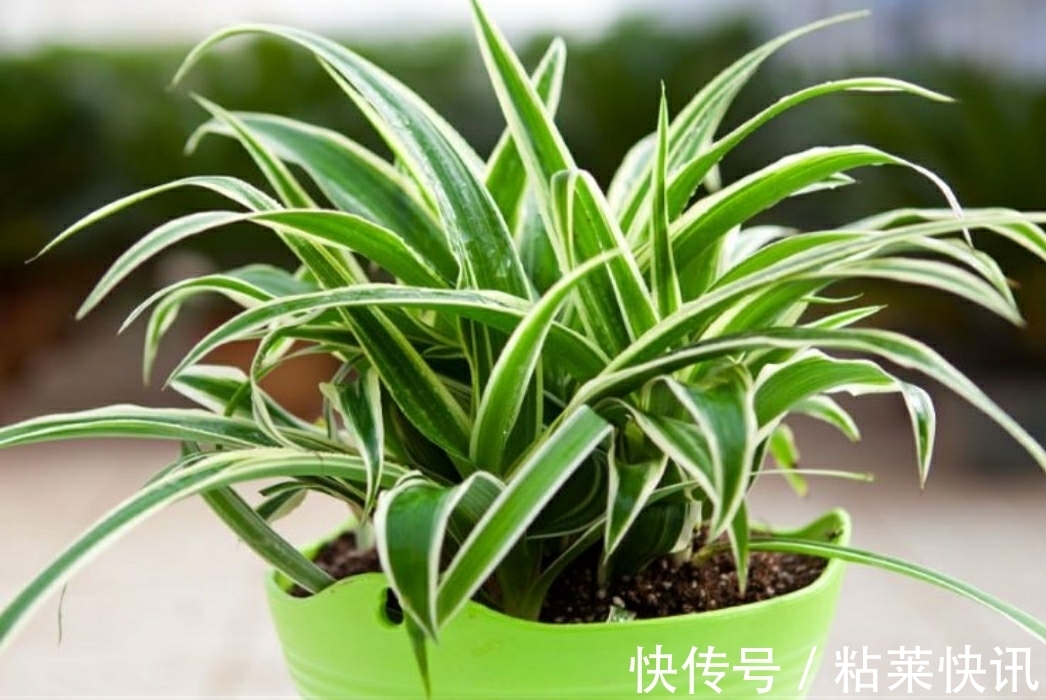 家里植物常年黑绿黑绿的,知道是喷了什么吗