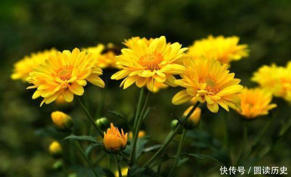 适合阳台养护的花卉，新手也能养爆盆，花色艳丽，花开枝繁叶茂