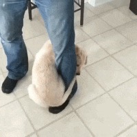 |搞笑GIF:这样的包饺机你没见过吧,包出来饺子非常匀称漂亮美观