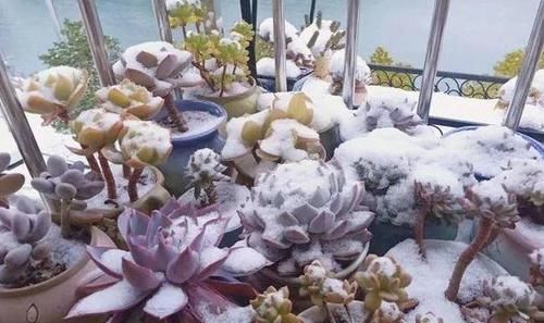 寒潮来袭，阳台养的多肉出现“这3级”冻伤，别扔掉还有救！