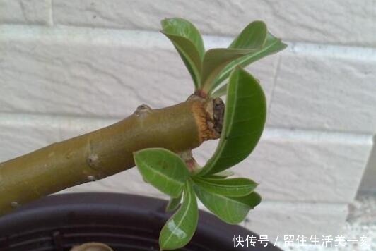 4种花适合在“冬天”扦插，不黑腐好成活，2月就能开满花！