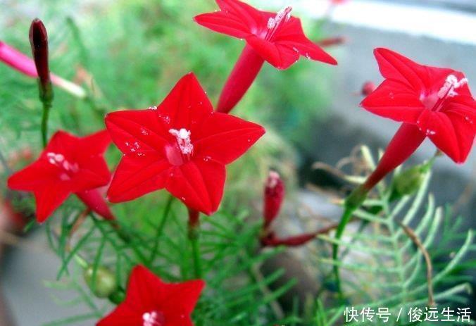 五角星花五角星花|阳台养花,不妨养这4款植物,堪称是开花机器,养在阳台极美了