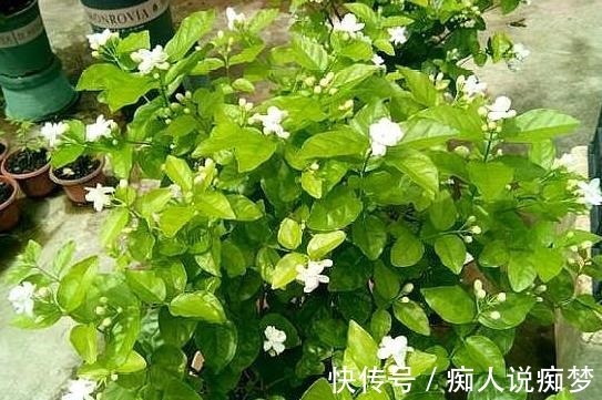 养茉莉花,莫“偷懒”,稍微不注意,僵苗不生长