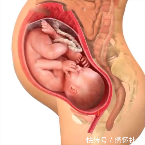 发育|孕期40周胎儿生长发育组图,胎儿是这样一天天长大的