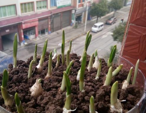 家里有“瓶子”别扔，拿来种“蔬菜”，放阳台养护，春天就能吃