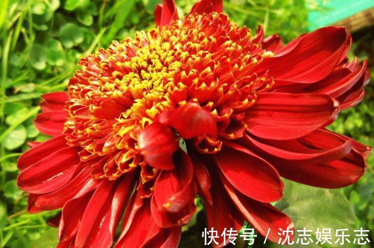 珍稀名菊|喜欢菊花,就养盆“珍稀名菊”盘龙托桂,花开金蕊红衣,高雅秀气
