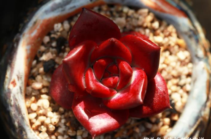 夏天最不容易养活的10种多肉，环境不好或者没有经验的肉友请绕行