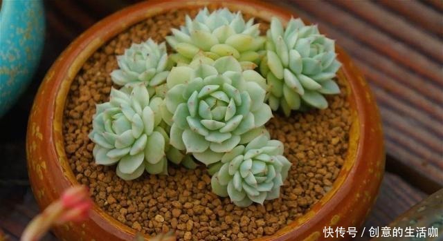 多肉不长个,三个“小动作”虐一虐,催出满头苞,养成多头小胖墩!