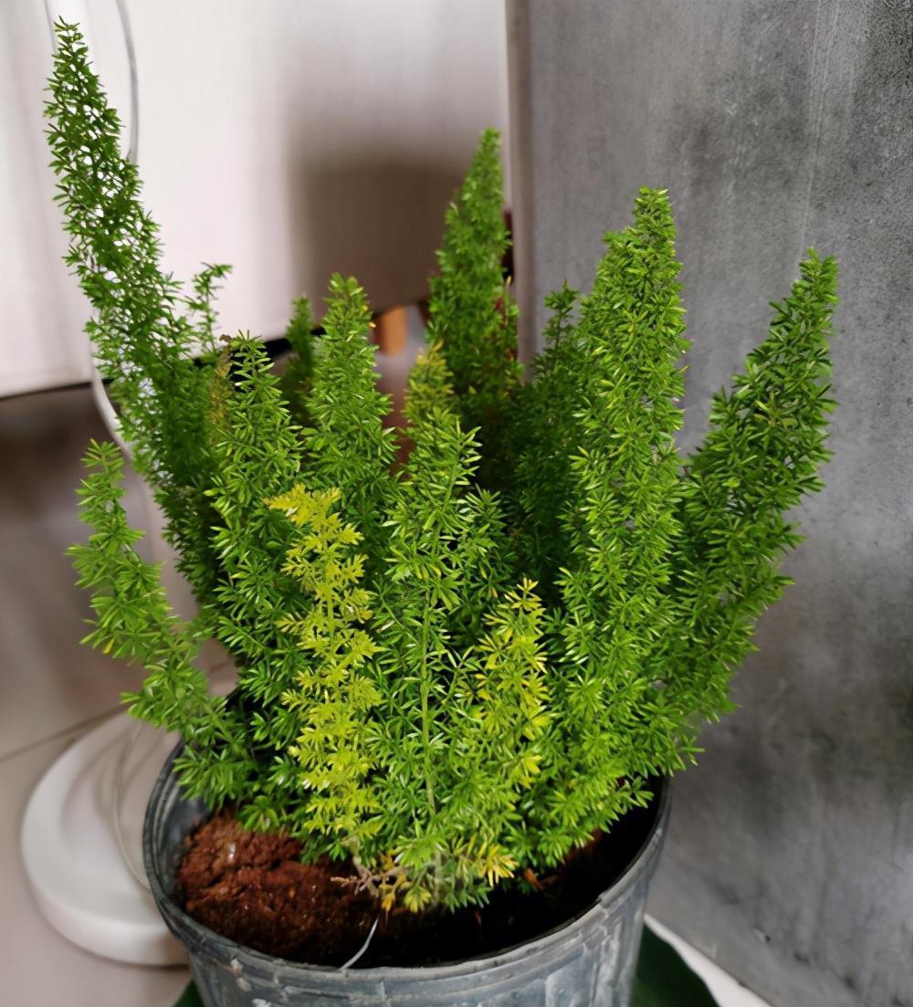 百闻不如一见,这5种植物很特别,一起欣赏吧