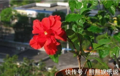 硫酸亚铁|浇水可是技术活,用这些水浇花,连花肥都省了